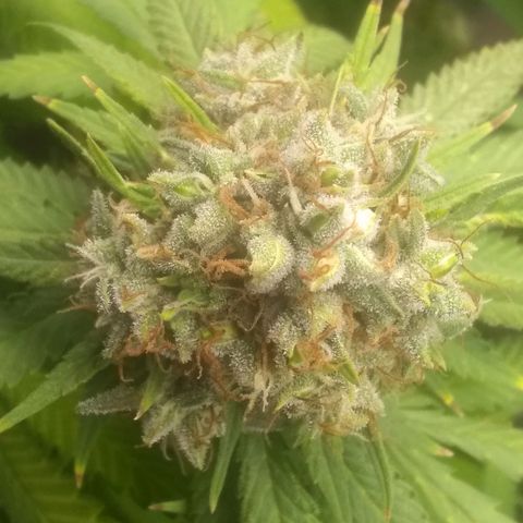 Thin Mint Tangie growlog photo: Getting really close, mostly cloudy.