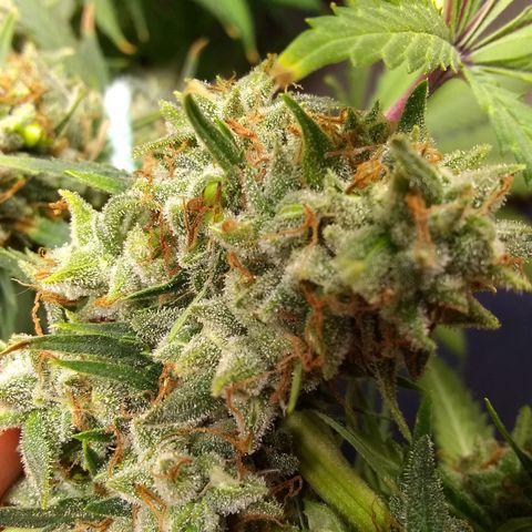Georgia Morning Frost growlog photo: Getting pretty close.