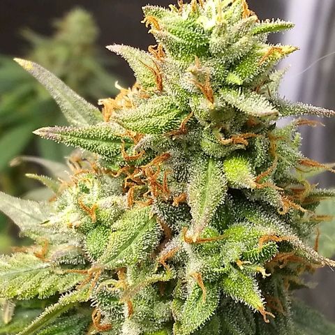 Georgia Morning Frost growlog photo: Getting pretty close.