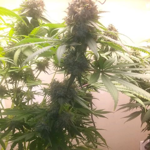 Thin Mint Tangie growlog photo: Getting really close, mostly cloudy.