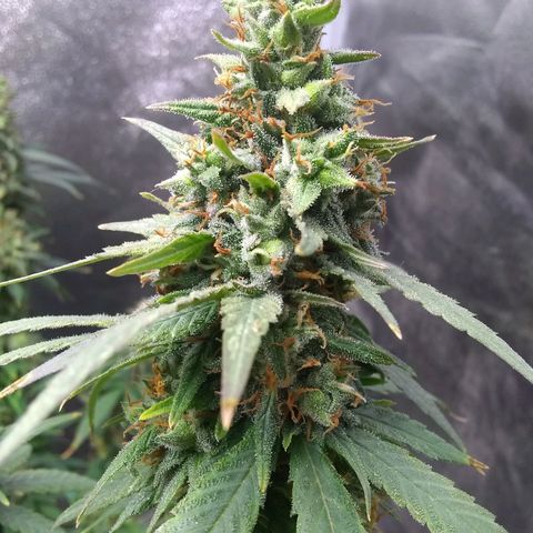 Georgia Morning Frost growlog timeline photo