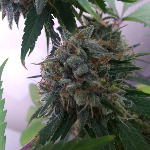 Thin Mint Tangie growlog photo: Even these lower buds are looking tasty. 🤤