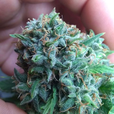 Thin Mint Tangie growlog photo: Even these lower buds are looking tasty. 🤤