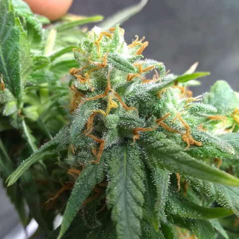 Georgia Morning Frost growlog timeline photo