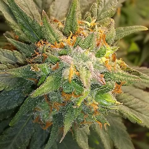 Georgia Morning Frost growlog photo: Getting pretty close.