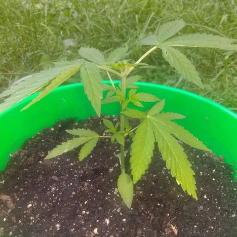 Rainbow sherbet growlog timeline photo
