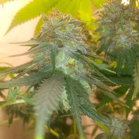 Thin Mint Tangie growlog photo: Getting really close, mostly cloudy.