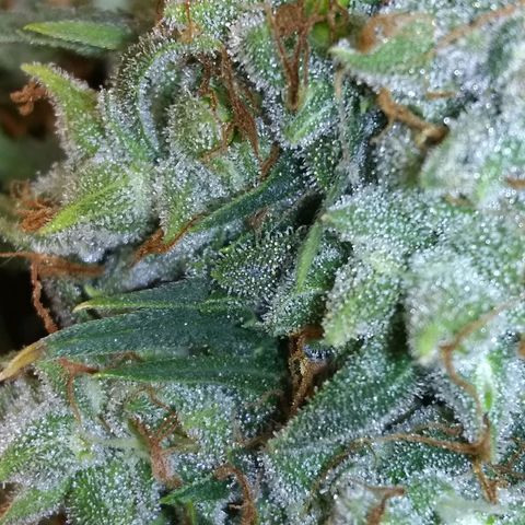 Georgia Morning Frost growlog photo: Getting pretty close.