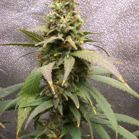 Georgia Morning Frost growlog photo: Getting pretty close.