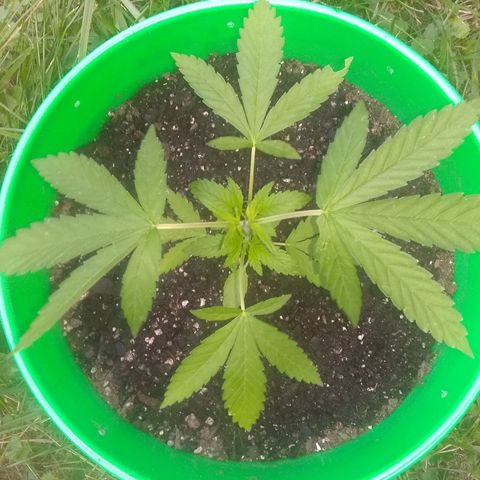 Rainbow sherbet growlog timeline photo
