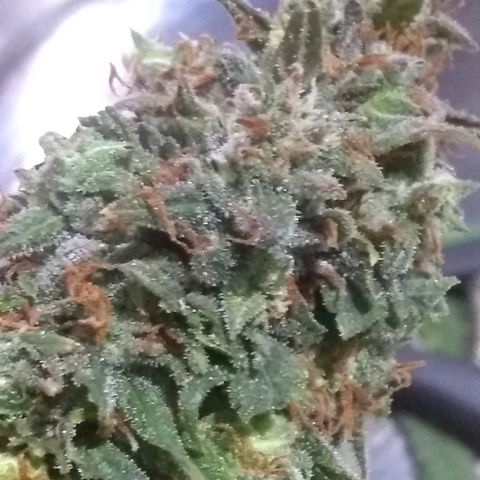 Georgia Morning Frost growlog photo: She's all done, was wanting to rodelize one so I can't push it any longer.