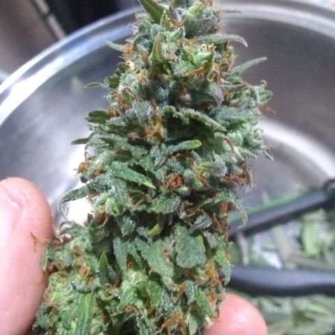 Georgia Morning Frost growlog photo: She's all done, was wanting to rodelize one so I can't push it any longer.