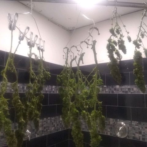 Georgia Morning Frost growlog photo: She's all done, was wanting to rodelize one so I can't push it any longer.