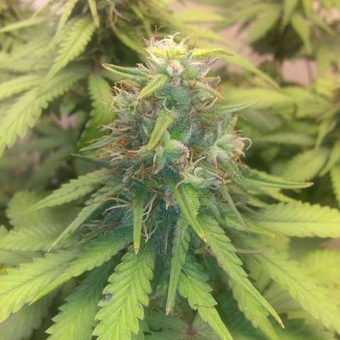 Dave's Sour Tangie growlog timeline photo