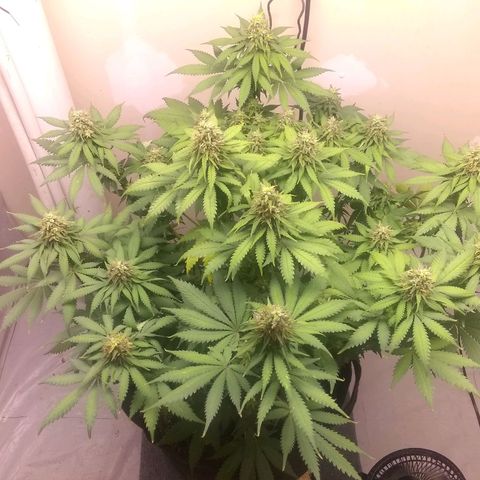 Dave's Sour Tangie growlog timeline photo