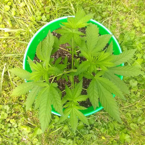 Rainbow sherbet growlog timeline photo