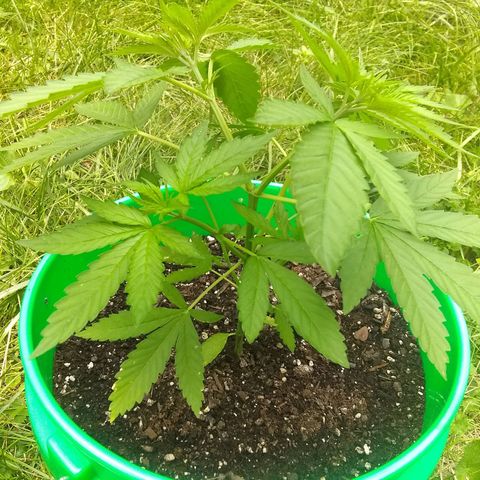 Rainbow sherbet growlog timeline photo