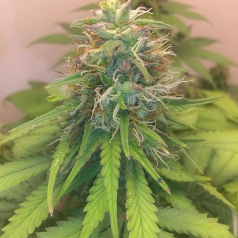 Dave's Sour Tangie growlog timeline photo