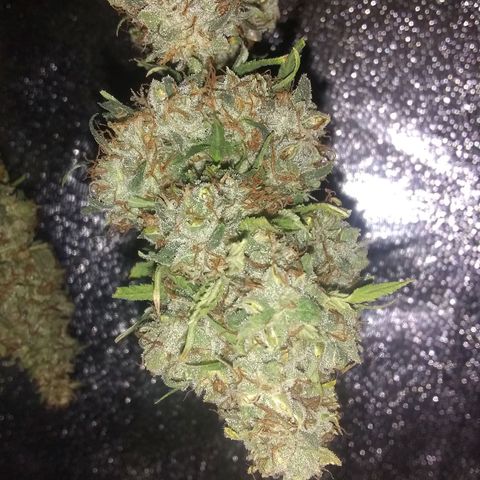 Thin Mint Tangie growlog timeline photo