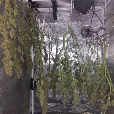Thin Mint Tangie growlog timeline photo