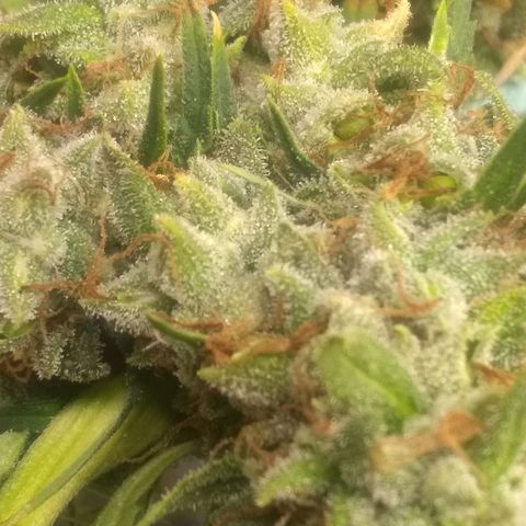 Thin Mint Tangie growlog timeline photo