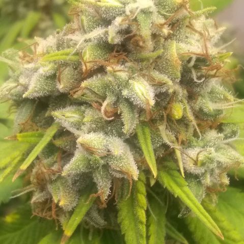 Thin Mint Tangie growlog timeline photo