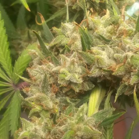 Thin Mint Tangie growlog timeline photo