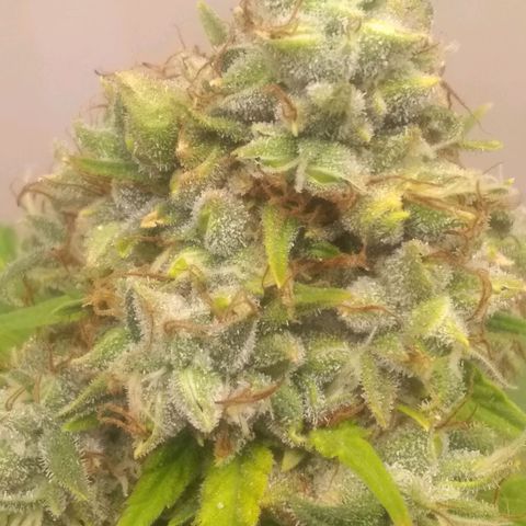 Thin Mint Tangie growlog timeline photo