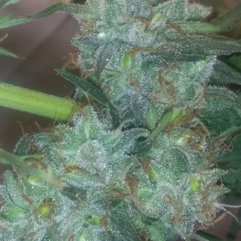 Thin Mint Tangie growlog timeline photo