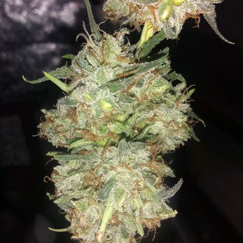 Thin Mint Tangie growlog timeline photo