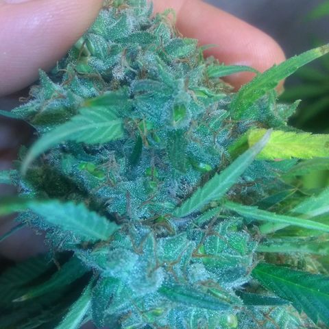Thin Mint Tangie growlog timeline photo