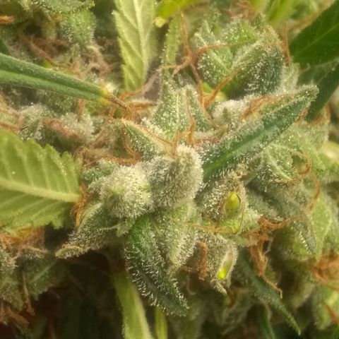 Thin Mint Tangie growlog timeline photo