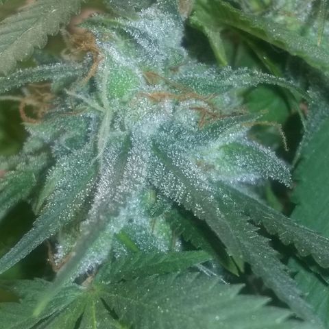 Thin Mint Tangie growlog timeline photo