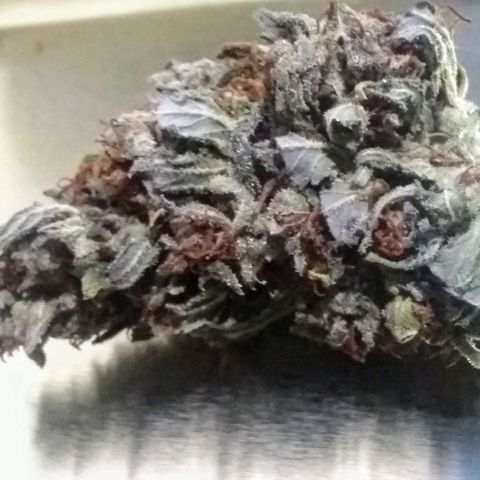 Georgia Morning Frost growlog photo: All dry and ready to jar.
