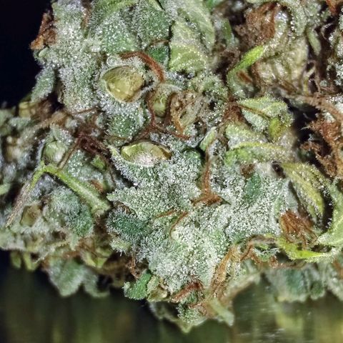 Thin Mint Tangie growlog photo: All done and ended up with about 4.5 ounces. She is pretty seedy so that will bring the weight down, but still very frosty and effective.