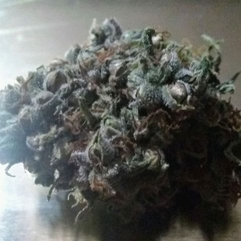 Thin Mint Tangie growlog photo: All done and ended up with about 4.5 ounces. She is pretty seedy so that will bring the weight down, but still very frosty and effective.
