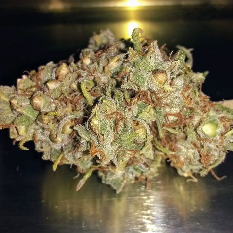 Thin Mint Tangie growlog photo: All done and ended up with about 4.5 ounces. She is pretty seedy so that will bring the weight down, but still very frosty and effective.