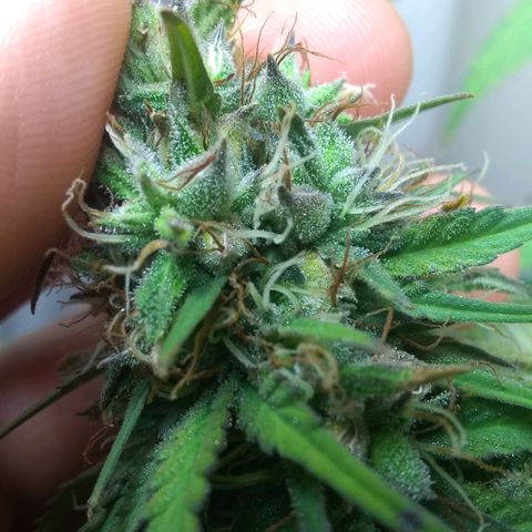Dave's Sour Tangie growlog photo: As this was pollinated so early they have this one wanting to finish super early. Growth around the mature seeds have been drying and dying back.  Bud formation hasn't really changed, but it had packed on quite a few tricomes.  I am going to see if I can push it just a few more days to harvest at week 8.  