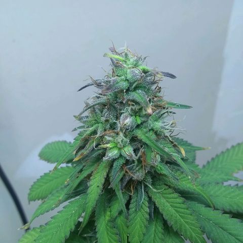 Dave's Sour Tangie growlog photo: As this was pollinated so early they have this one wanting to finish super early. Growth around the mature seeds have been drying and dying back.  Bud formation hasn't really changed, but it had packed on quite a few tricomes.  I am going to see if I can push it just a few more days to harvest at week 8.  