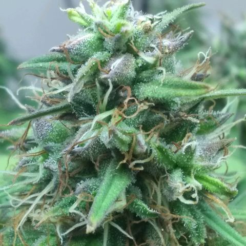 Dave's Sour Tangie growlog photo: As this was pollinated so early they have this one wanting to finish super early. Growth around the mature seeds have been drying and dying back.  Bud formation hasn't really changed, but it had packed on quite a few tricomes.  I am going to see if I can push it just a few more days to harvest at week 8.  