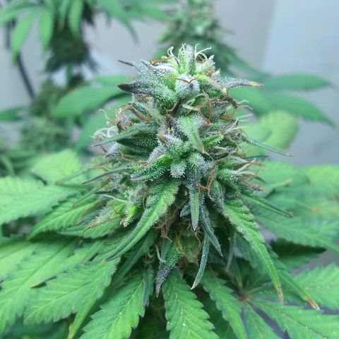 Dave's Sour Tangie growlog photo: As this was pollinated so early they have this one wanting to finish super early. Growth around the mature seeds have been drying and dying back.  Bud formation hasn't really changed, but it had packed on quite a few tricomes.  I am going to see if I can push it just a few more days to harvest at week 8.  