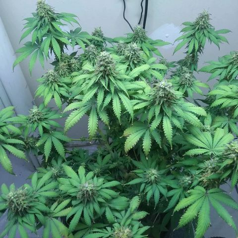 Dave's Sour Tangie growlog photo: As this was pollinated so early they have this one wanting to finish super early. Growth around the mature seeds have been drying and dying back.  Bud formation hasn't really changed, but it had packed on quite a few tricomes.  I am going to see if I can push it just a few more days to harvest at week 8.  