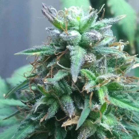 Dave's Sour Tangie growlog photo: As this was pollinated so early they have this one wanting to finish super early. Growth around the mature seeds have been drying and dying back.  Bud formation hasn't really changed, but it had packed on quite a few tricomes.  I am going to see if I can push it just a few more days to harvest at week 8.  