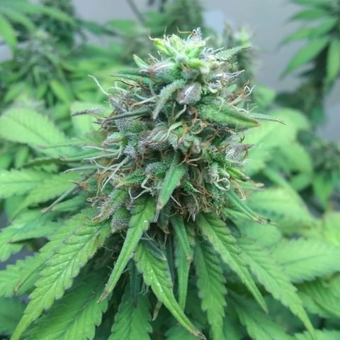 Dave's Sour Tangie growlog photo: As this was pollinated so early they have this one wanting to finish super early. Growth around the mature seeds have been drying and dying back.  Bud formation hasn't really changed, but it had packed on quite a few tricomes.  I am going to see if I can push it just a few more days to harvest at week 8.  