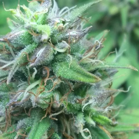 Dave's Sour Tangie growlog photo: As this was pollinated so early they have this one wanting to finish super early. Growth around the mature seeds have been drying and dying back.  Bud formation hasn't really changed, but it had packed on quite a few tricomes.  I am going to see if I can push it just a few more days to harvest at week 8.  
