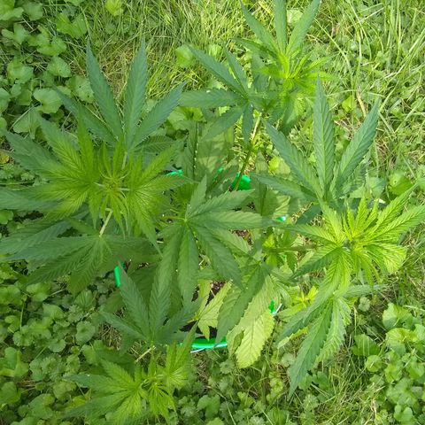 Rainbow sherbet growlog photo: Possibly male?  Should know in another week or 2.
