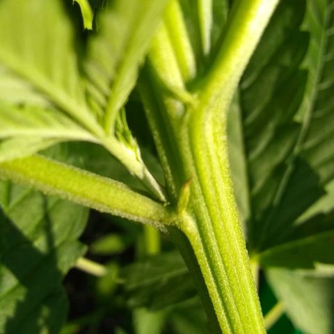 Rainbow sherbet growlog photo: Possibly male?  Should know in another week or 2.