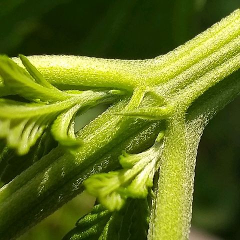 Rainbow sherbet growlog photo: Possibly male?  Should know in another week or 2.