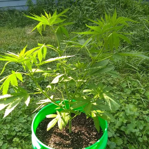 Rainbow sherbet growlog photo: Possibly male?  Should know in another week or 2.