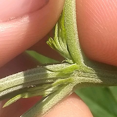 Rainbow sherbet growlog photo: Seems to be a lady.